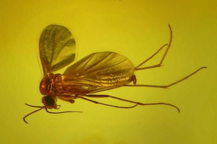 Fossil Fly (Diptera) In Baltic Amber #170098
